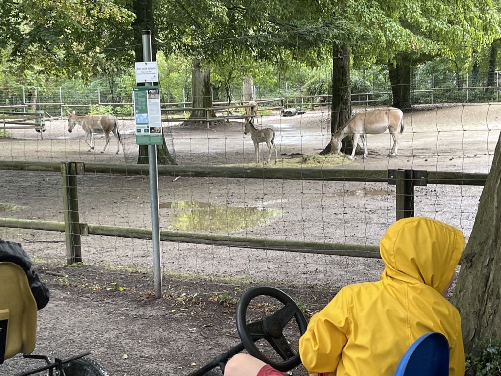 Kind im Kart schaut am Tierpark Oberwald den Wildeseln zu